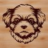 Small breed dog with a long, flowing coat and distinctive head features.