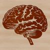 Human Brain Structure Diagram An illustration of the human brain's anatomy, showcasing its complex structures.