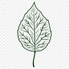 A single, intricately designed leaf with detailed veins and edges, suitable for vector graphics.