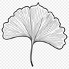 A single leaf with intricate details, suitable for vector art designs.