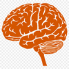 Free Brain - Human Body PNG Free Download