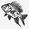 Free Beautiful Crappie - Free PNG Download, Commercial Use