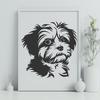 Stunning Havanese In SVG, PNG, PDF And DXF File Formats - Free