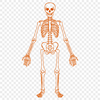 Standing Skeleton PDF - Drawing For Commercial Use