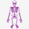 Beautiful Skeleton Vector Image - Free PDF