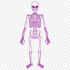 Beautiful Skeleton - Procreate PDF Free Download