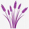 A realistic illustration of a stalk of wheat in vector format.