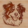 A portrait of a medium-sized dog with a thick coat and blue eyes, identified as an Australian Shepherd breed.