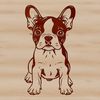 A friendly-looking standing dog breed with distinctive markings.