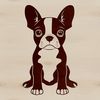 A sitting Boston Terrier breed dog with a cute facial expression.