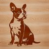 A seated Boston Terrier breed dog.