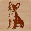 A sitting Boston Terrier dog breed illustration as a digital vector graphic.