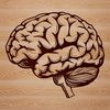 Detailed Human Brain Structure Anatomical illustration of the human brain, highlighting its various structures and layers in detail.