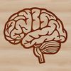 Detailed Brain Anatomy A detailed illustration of the human brain, showing its various structures and features.