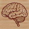 Human Brain Cross-Section SVG Artwork A detailed illustration of a human brain in cross-section, highlighting its various components.