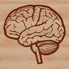 Human Cerebral Structure Diagram A detailed illustration of the human brain's internal anatomy.
