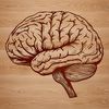 Anatomical illustration of the human brain in detail, useful for educational purposes.