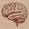 Detailed Human Brain Anatomical Illustration Anatomical illustration of the human brain with detailed layers and features.