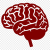 Free Brain PNG - Free Commercial Use Download