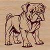 Bulldog standing on four legs with wrinkled face.