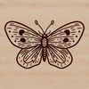 Colorful butterfly illustration with detailed wings and body, suitable for vector art projects.