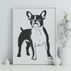 Cute Canine Breed Portrait A close-up image of a standing Boston Terrier breed dog with a cute face.