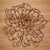 A vector illustration of a single chrysanthemum flower with detailed petals and center.