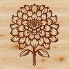 Delicate Blooms: A Chrysanthemum Illustration A detailed illustration of a blooming chrysanthemum flower with delicate petals and center.