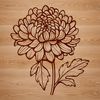 Botanical Illustration of Chrysanthemum A detailed illustration of a chrysanthemum flower in various stages of bloom, suitable for gardening or floral design.