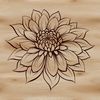 Free Vector Design: Chrysanthemum Bloom A high-quality illustration of a single blooming chrysanthemum flower against a transparent background.
