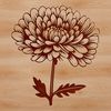 Vector Art Flower Design A stylized illustration of a single Chrysanthemum flower in various growth stages.