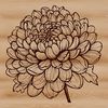 Blooming Chrysanthemum Illustration A vector illustration of a chrysanthemum flower in full bloom.