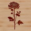Beautiful Blooming Chrysanthemum A high-quality illustration of a blooming Chrysanthemum flower, suitable for gardening and floral designs.