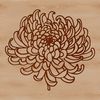 Chrysanthemum Blooms A detailed illustration of a chrysanthemum flower in various stages of growth, suitable for gardening and floral designs.