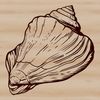 A single seashell with intricate details, suitable for design projects.