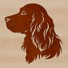 Friendly Cocker Spaniel Breed Portrait A portrait of a friendly Cocker Spaniel breed with a floppy head.