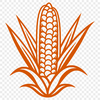 A high-resolution graphic illustration of a single ear of corn with husk and stem.