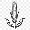 An illustration of an ear of corn with kernels and husk.