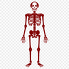 Creative Skeleton In PNG Free Commercial Use Download