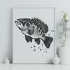 Colorful Crappie Fish Illustration with Multiple Angles A detailed illustration of the crappie fish from various angles.