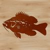 A detailed illustration of a freshwater fish with a rounded head and small mouth.