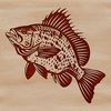 A detailed illustration of a Crappie fish in various stages of growth.