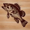Vector Fish Illustration An illustration of a Crappie fish in vector format.