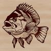A detailed illustration of a freshwater fish with a silver and blue scales pattern.