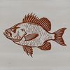 Crappie Fish Illustration A detailed illustration of a freshwater fish species known as the Crappie, suitable for graphic design projects.