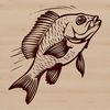 A detailed illustration of a freshwater fish species known as the Crappie, suitable for use in various design contexts.