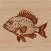 A digital illustration of a Crappie fish, a type of freshwater fish commonly found in North America.