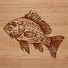 Colorful Crappie Design Vector Illustrative image of a Crappie fish, a type of small freshwater fish commonly found in North America.