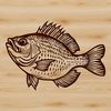 A detailed illustration of a Crappie fish, featuring vibrant colors and precise lines suitable for vector graphics.