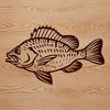 A detailed illustration of a freshwater fish species, the Crappie.